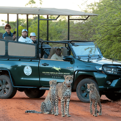 Dinokeng-Reserve-Game-Drives Golden Impalas Resort