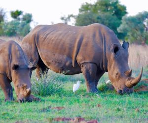 Big 5 Game Reserve Gauteng - rhyno
