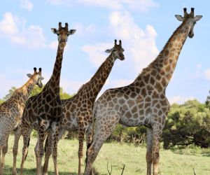 Big 5 Game reserve - Gallery, giraffes