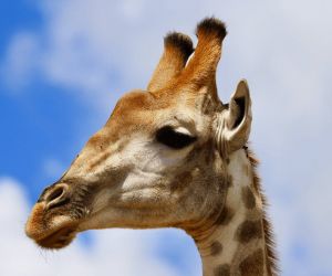 Big 5 Game reserve Gauteng - Gallery, Giraffe