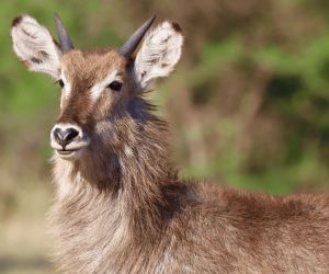 Big 5 Game reserve Gauteng - Gallery, animals