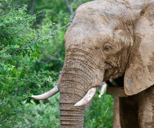 Big 5 Game reserve Gauteng - Gallery, elephant