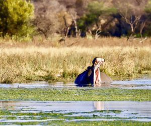 Big-5 Game reserve Gauteng - wildlife