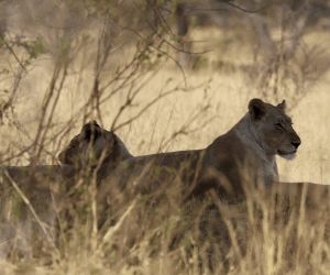 Big 5 Game reserve Johannesburg - lions
