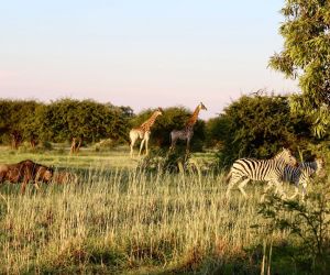 Big 5 Game reserve Pretoria - giraffes