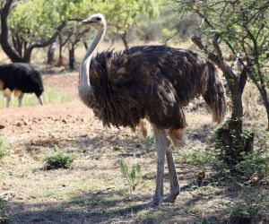 Big 5 Game reserve Gauteng - Gallery, ostrich