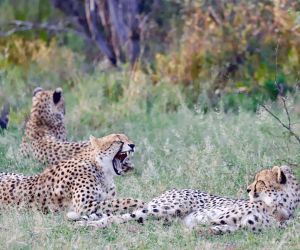 Big 5 Game reserve in Gauteng - Gallery, big cats