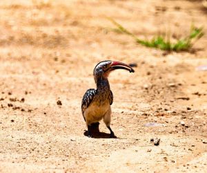 Big 5 Game reserve in Gauteng - Gallery, bird
