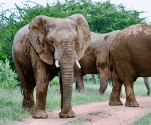 Big 5 Game reserve in Gauteng - Gallery, elephant