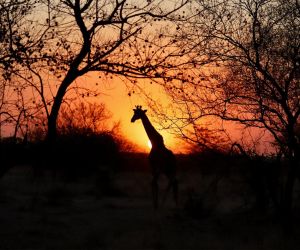 Big 5 Game reserve - sunset