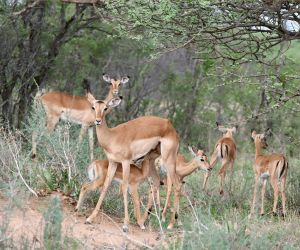 Big 5 Game reserve in Gauteng - wildlife