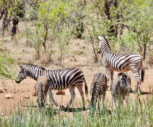 Big 5 Game reserve in Gauteng - zebras