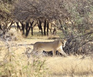 Big 5 Game reserve near Johannesburg - Lioness