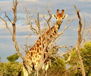 Game reserve near Johannesburg - giraffe