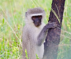 Big 5 Game reserve near Johannesburg - monkey