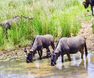 Big 5 near Johannesburg - wildlife