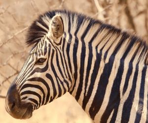 Big 5 Game reserve near Johannesburg - zebra
