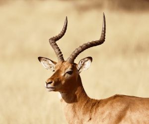 Big 5 Game reserve Pretoria - animals