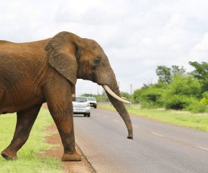 Big 5 Game reserve near Pretoria - elephant