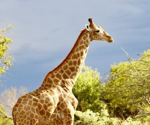 Game reserve Pretoria - giraffe