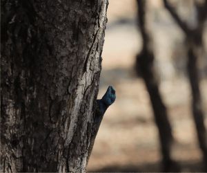 Big 5 Game reserve near Pretoria - wildlife