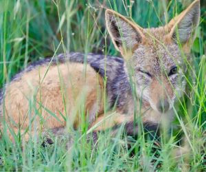 Big-5 Game reserves in Gauteng - Gallery, fox