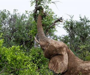 Big 5 Game reserves near Johannesburg - elephant