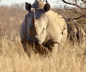 Big 5 Game reserves near Johannesburg - rhino
