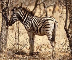 Big 5 Game reserves near Pretoria - zebra