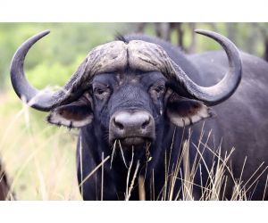Game reserve in Gauteng - wildlife
