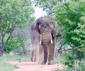 Game reserve near Pretoria - gallery, elephant